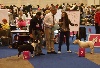  - European Dog Show 