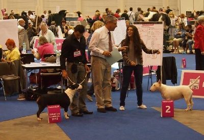 Bulls For Life - European Dog Show